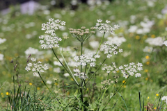 2012-07-31_Adelboden_IMG_001