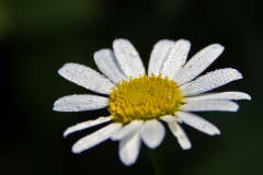 2012-07-31_Adelboden_IMG_003