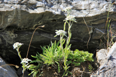 2012-07-31_Adelboden_IMG_010