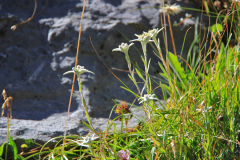 2012-07-31_Adelboden_IMG_011