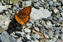 2012-07-31_Adelboden_IMG_012