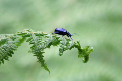 2012-07-31_Adelboden_IMG_025