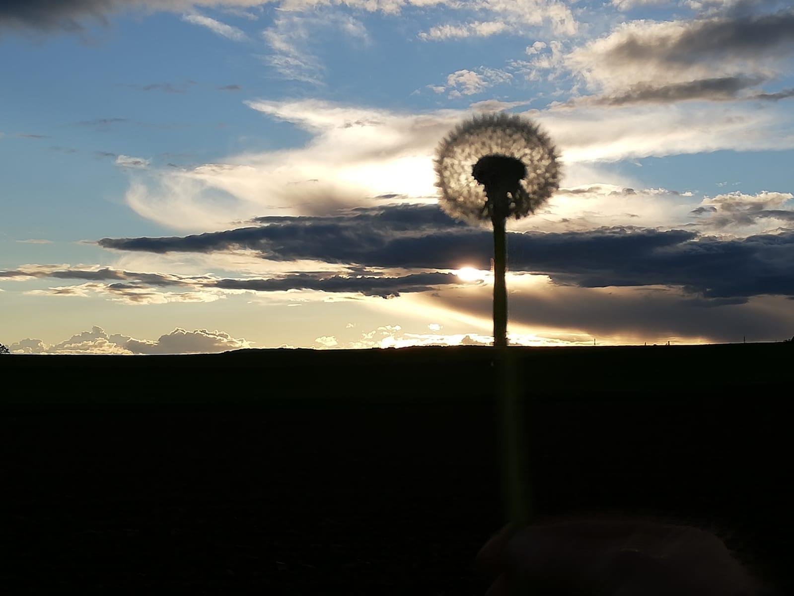 Pusteblume